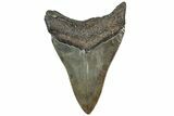Serrated, Fossil Megalodon Tooth - South Carolina #310047-1